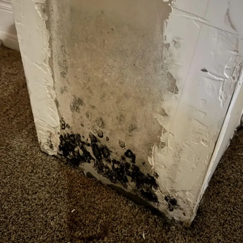 Professional Mold Removal in Bellview, FL